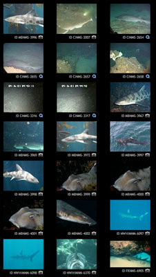 shark media library screen capture