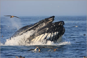 A humpback whale feeds in Stellwagen Bank National Marine Sanctuary.