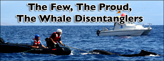 Whale Disentanglement