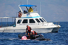 whale rescue
