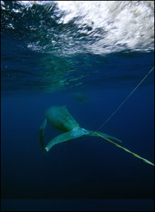 View of an entangled humpback whale within the boundaries of the Hawaiian Islands Humpback Whale National Marine Sanctuary.