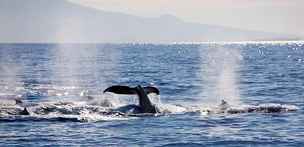 pod of humpback whales breaching the surface