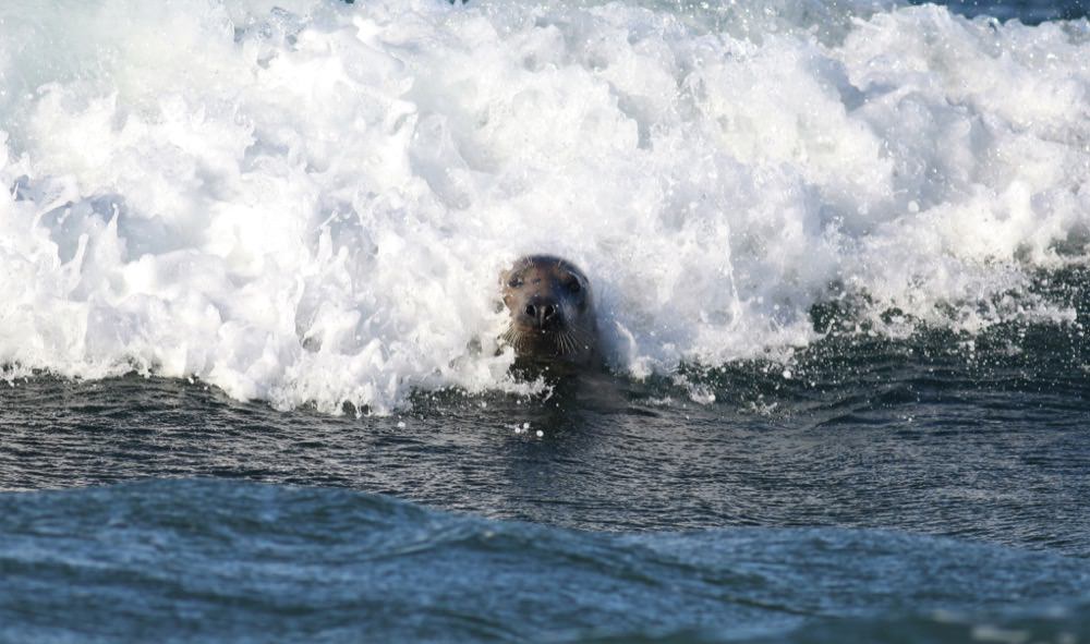 Gray Seal riding a wave