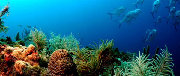 A reef in the Florida Keys National Marine Sanctuary
