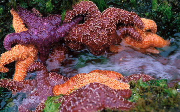 starfish gathered in a tidepool 