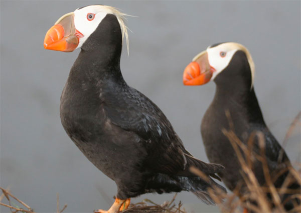 Photo of Puffins
