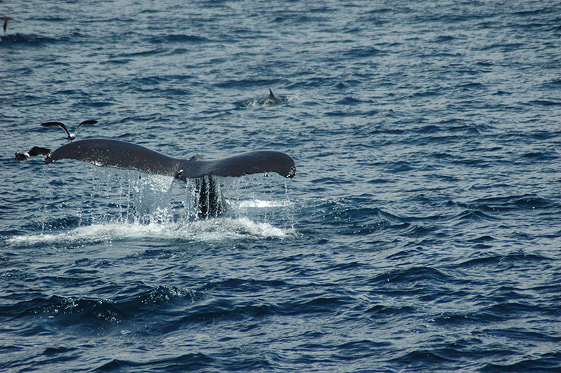 whale tail in the ocean