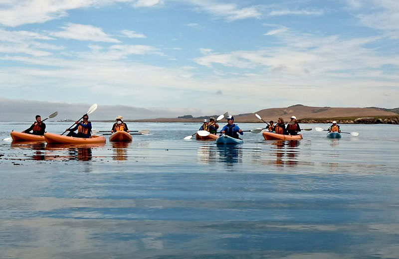 photo of a group of of kayakers