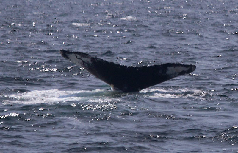 photo of a whale tail in the water