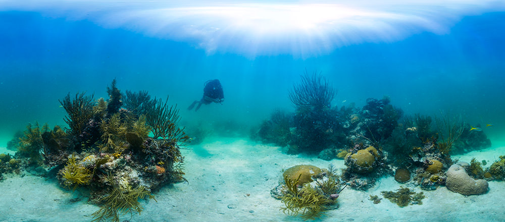 panoramic photo of a coral reef with a diver in the background