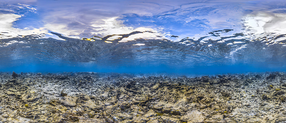 panoramic photo of a reef after a bleaching event
