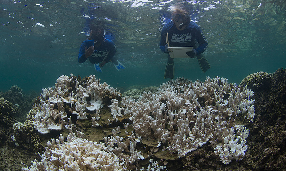 snorkelers documenting a bleaching event