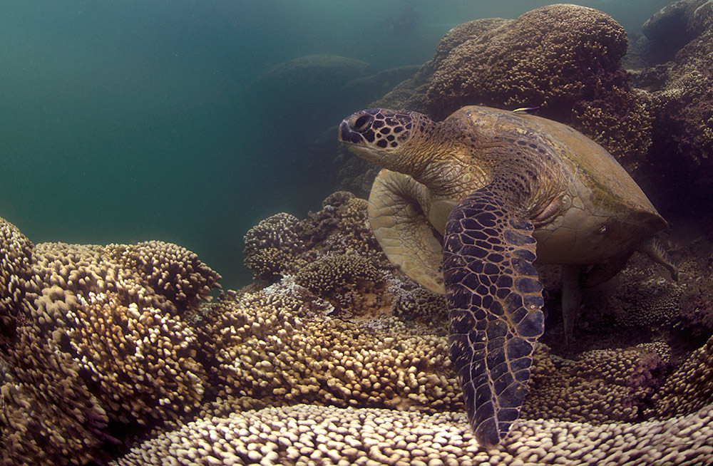 green sea turtle swims amongst the bleached coral