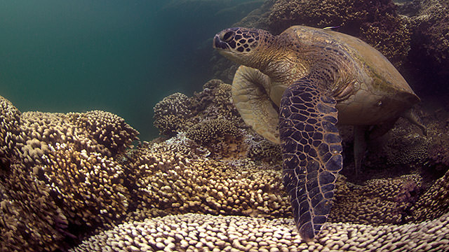 green sea turtle swims amongst the bleached coral
