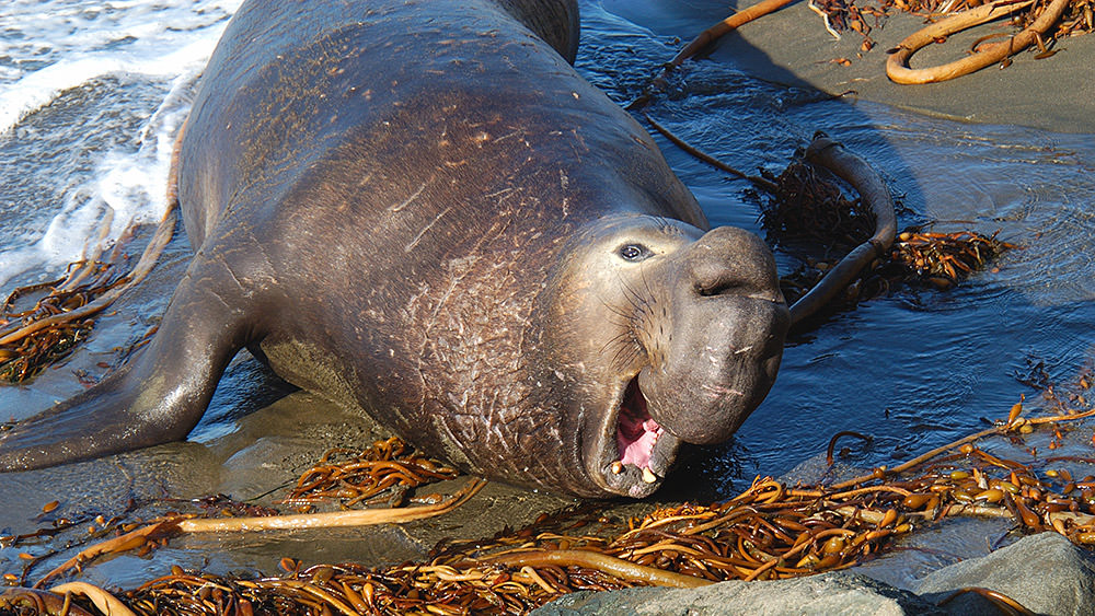 northern elephant seal resting on the shore