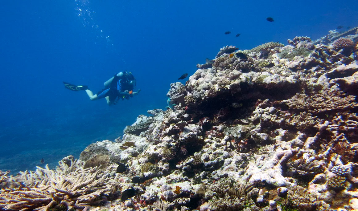 photo of diver and coral