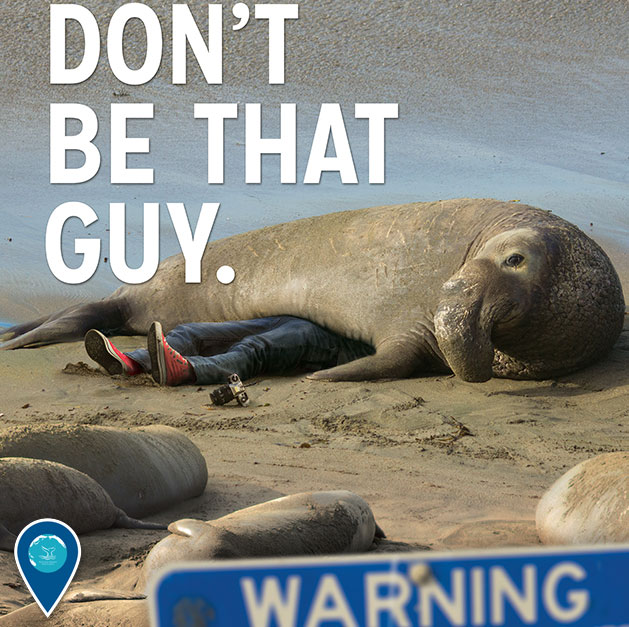 photo of elephant seal on a person