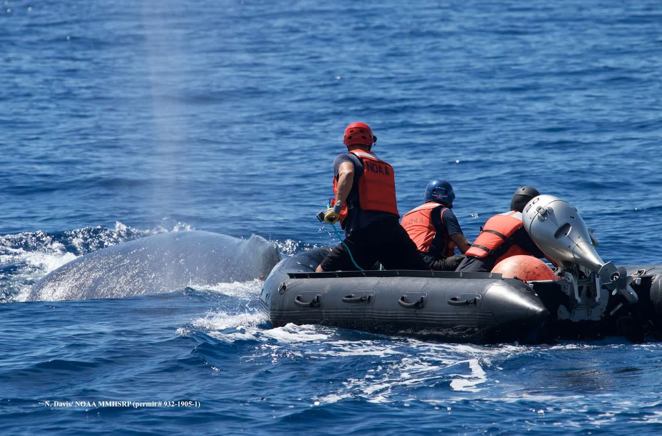 photo of men on raft trying to disentangle a whale