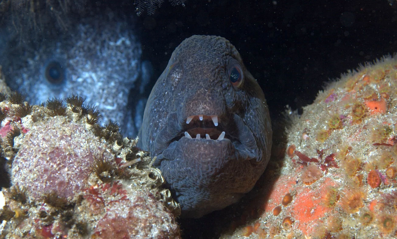 photo of a wolf-eel