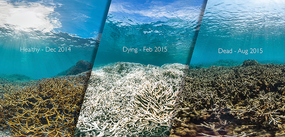 photos of the a coral reef taken at three different time and coral condtions. Healthy - Dec. 2014, Dying - Feb. 2015 and dead - Aug. 2015