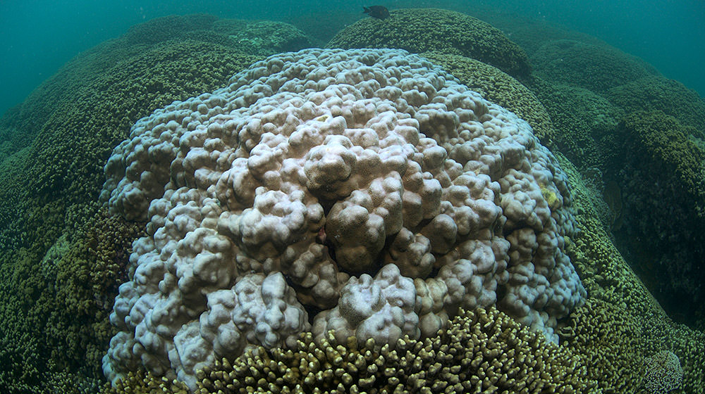 bleached coral in Kaneohe Bay, Hawaii