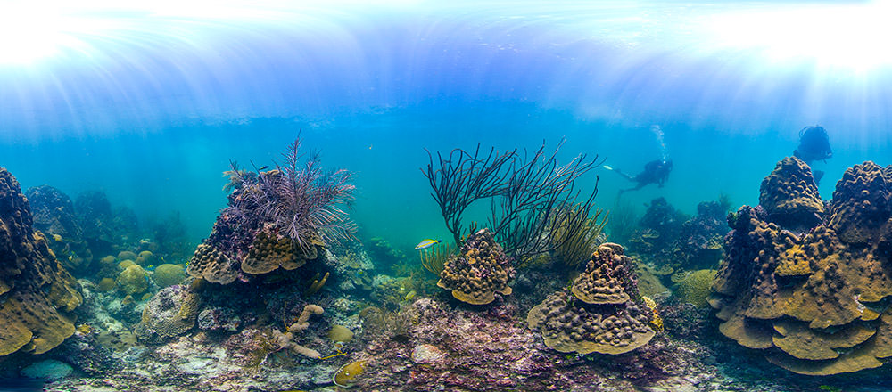 panoramic view of a coral reef in florida keys