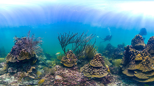 panoramic view of a coral reef in florida keys