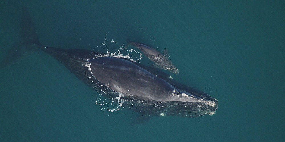 North Atlantic right whale and calf