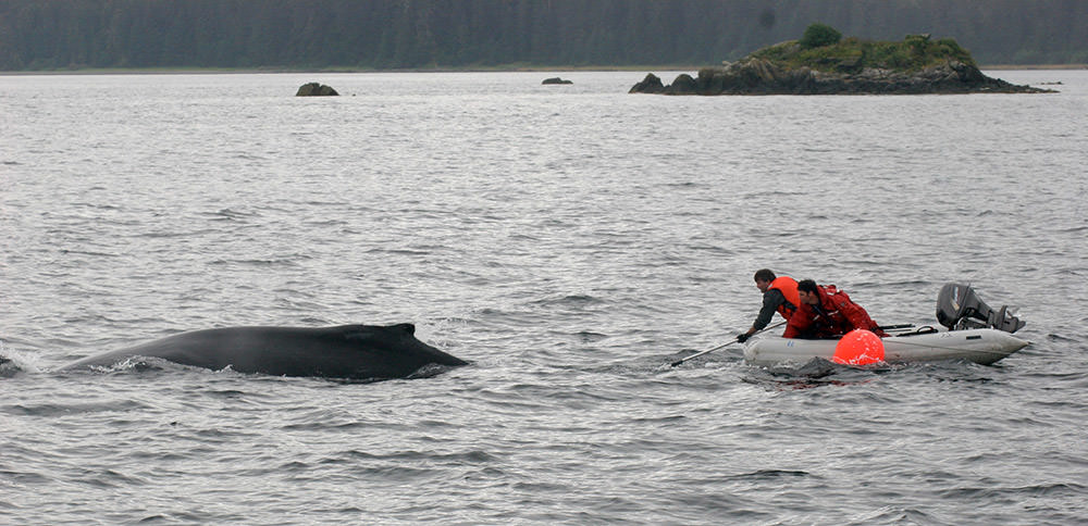 two people in a small boat attempt to disentangle a whale