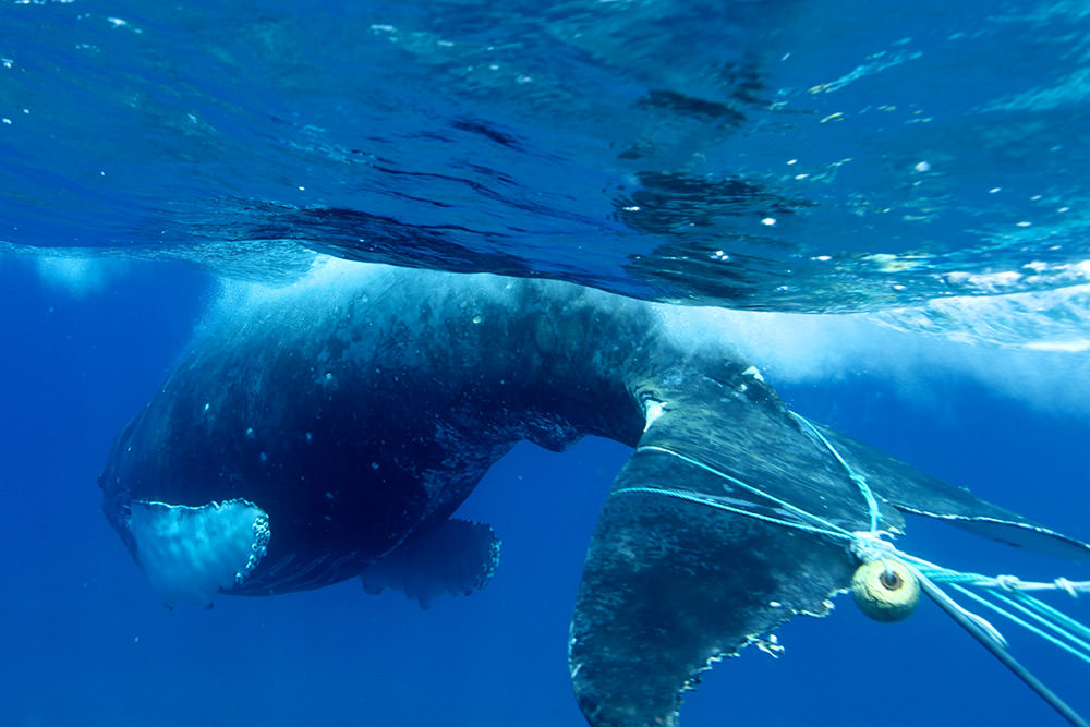 an entangled humpback whale