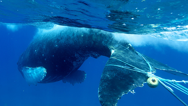 a whale with marine debris wrapped around its tail