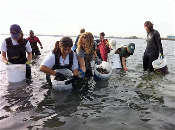 New York Harbor school students using reclaimed oyster and clam shell for habitat creation