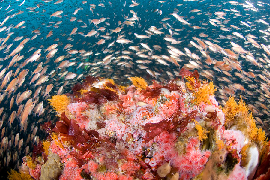  a rocky, deep-sea habitat that teems with colorful invertebrates, algae, and fishes