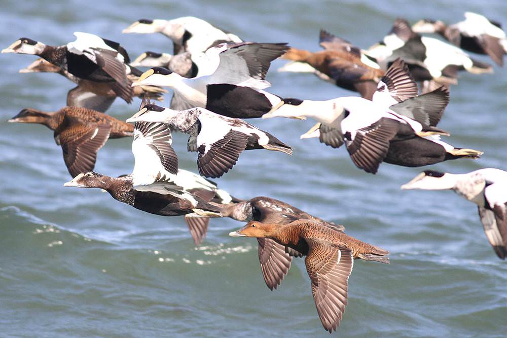 a flock of common eiders flying over the water