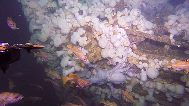 sea anemones and a octopus on the port side bow of the shipwreck conestoga