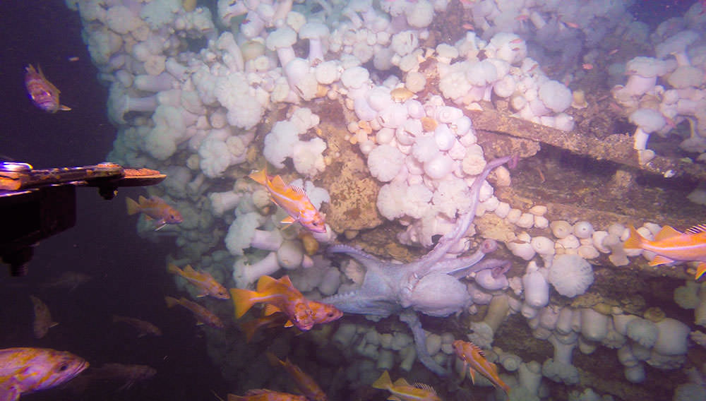 photo of the conestoga with fish and coral and an octopus