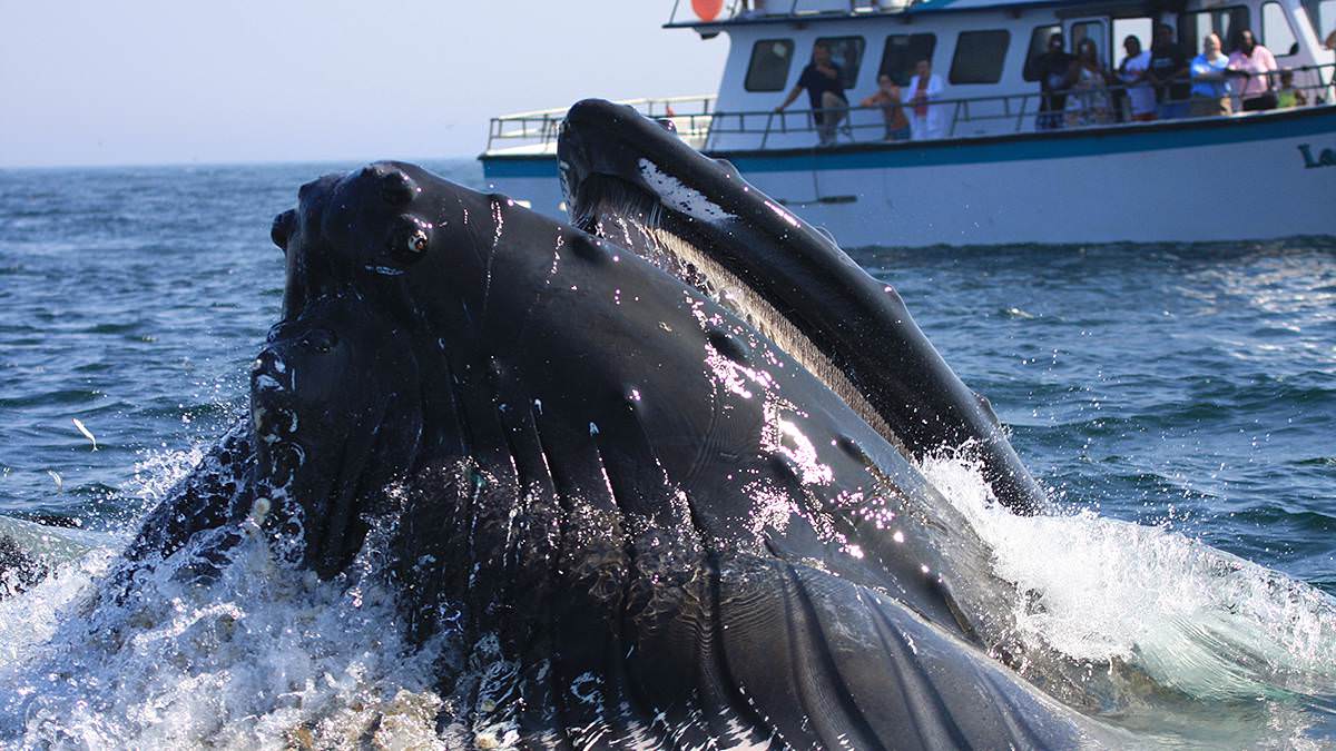 humpback whale breaching in the foreground as people watch from a boat in the background