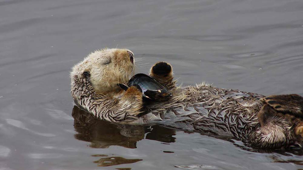 sea otter on the surface of the water eating an oyster