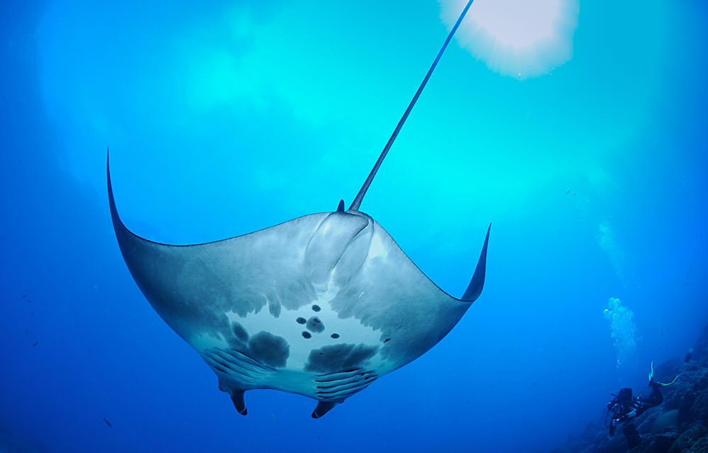 manta ray swimming overhead, a diver taking a picture in the background