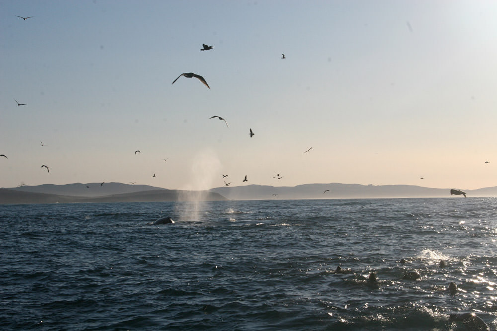 birds flying overhead while a whale breaches