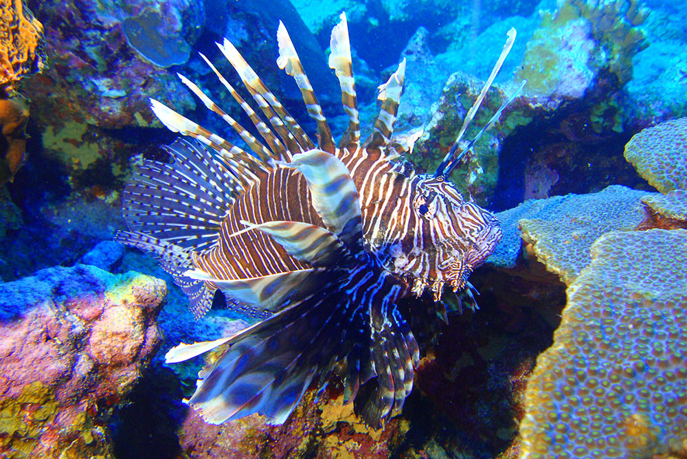Photo of a lionfish