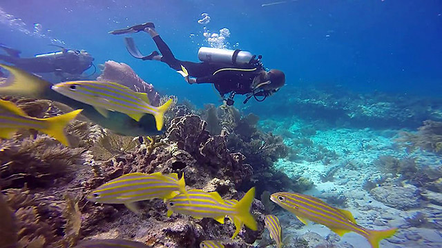 diver swimming above a reef with fish swimming by