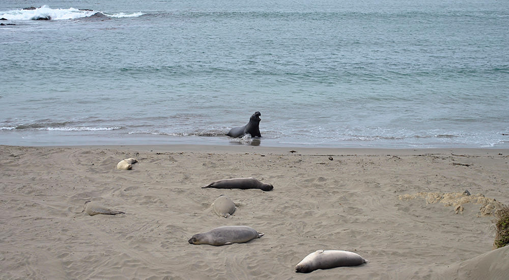 elephant seals resting on the beach