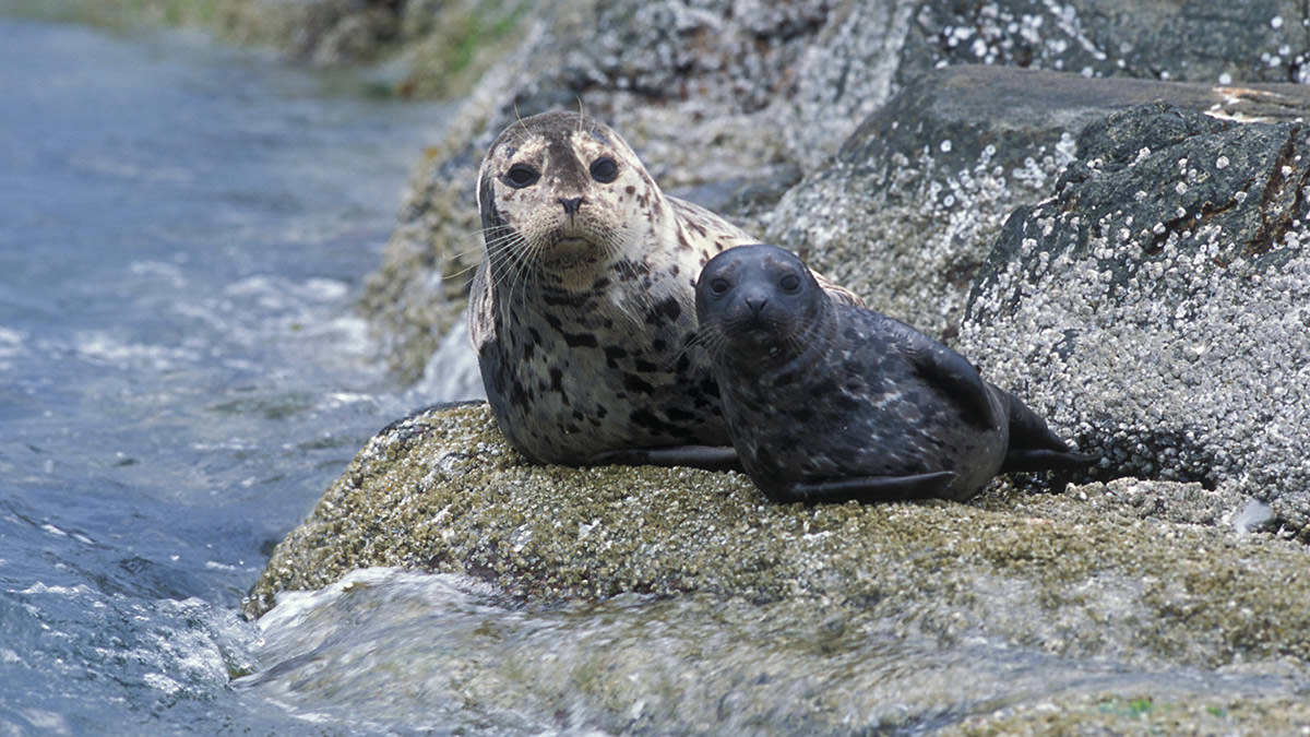 harbor seal and pup resting on a rocky shore