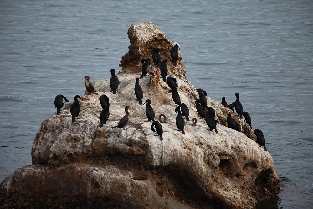 hundreds of cormorants congregate on a rock above the ocean
