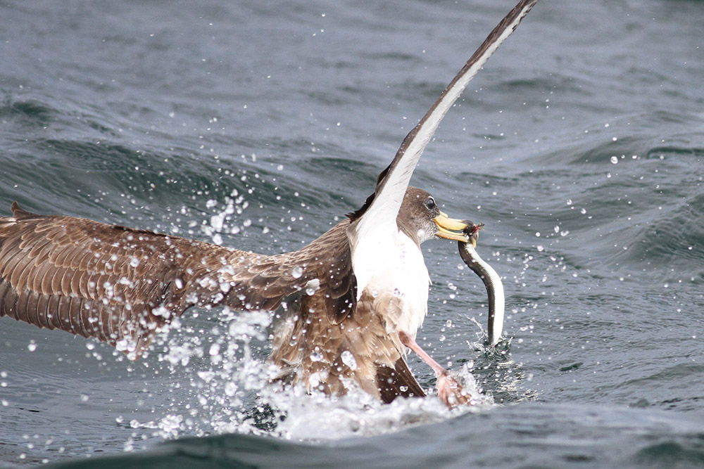 A Cory's shearwater catches a sand lance.'