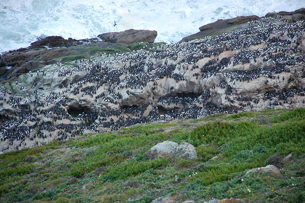 common murres roost on rocks