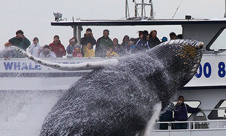 people on a whale watching boat watching a whale breach