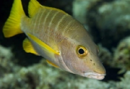 close up view of a fish in guanahacabibes
