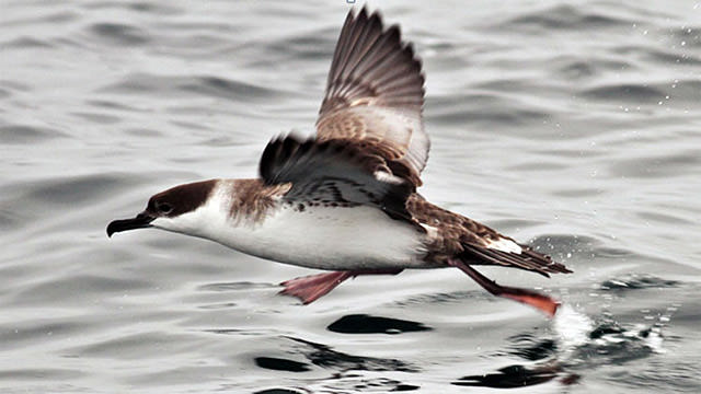 A great shearwater as it shears over the surface of the ocean